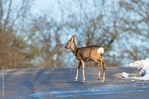 Pojedyncza sarna przechodząca przez drogę. Dzikie zwierzęta wchodzące na asfalt, drogi lub szosy.