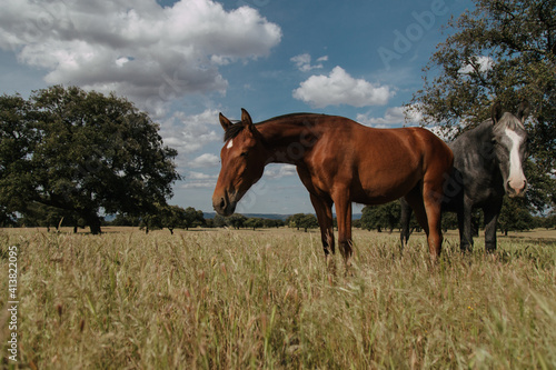 Two horses in the meadow in a cloudy day photo