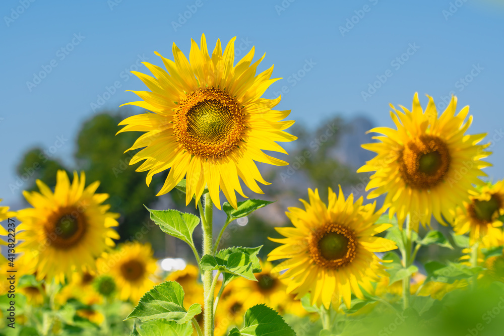 Close up of Sunflower field with high resolution files