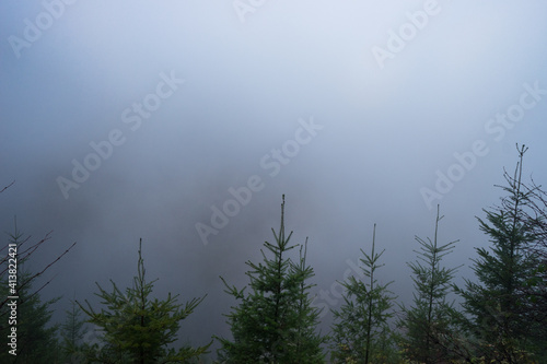 A forest of pine trees photo