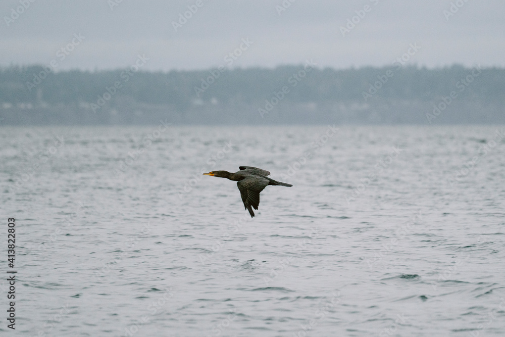 Side view of a Double-Crested Cormorant flying above the Puget Sound Side view of a Double-Crested Cormorant flying above the Puget Sound
