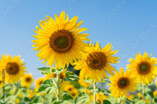 Close up of Sunflower field with high resolution files
