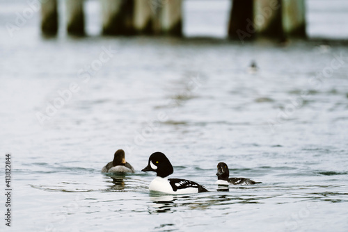 Three Barrow's Goldeneye Ducks swimming in the Puget Sound photo