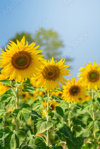 Close up of Sunflower field with high resolution files