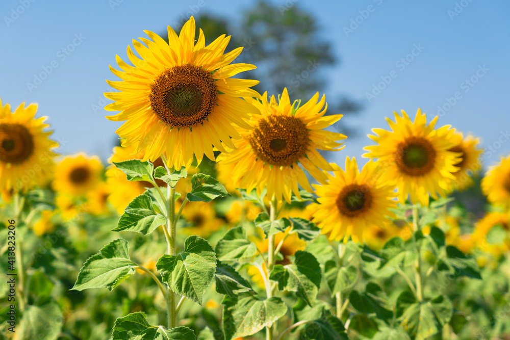 Close up of Sunflower field with high resolution files Close up of Sunflower field with high resolution files