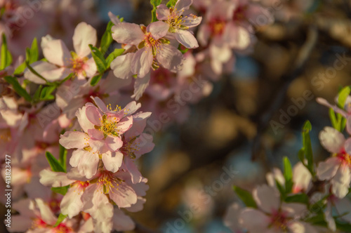 Almond spring flower blossom