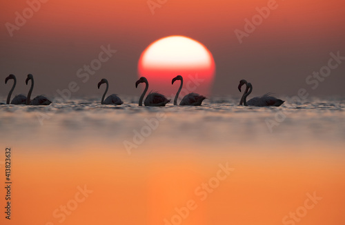 Greater Flamingos and Dramtic sun at Asker coast of Bahrain