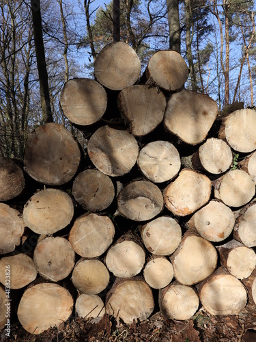 Wood pile in a german forest next to a path during Winter.