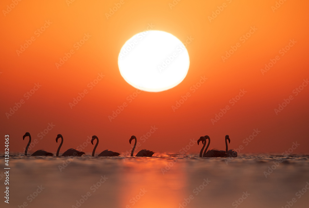 Obraz premium Greater Flamingos and beautiful sunrise at Asker coast of Bahrain