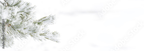 Winter bright background with snowy pine branches. Banner photo.