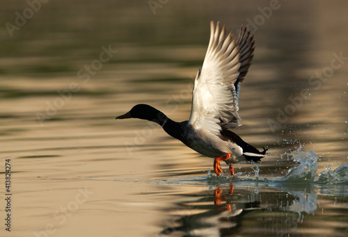 Mallard duck takeoff at Tubli bay, Bahrain