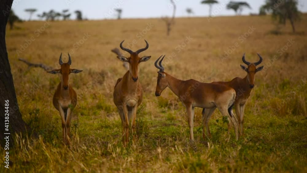 Quiet group of gazelles stand look around yellow pasturage Serengeti Tanzania wildlife Quiet group of gazelles stand look around yellow pasturage Serengeti Tanzania wildlife