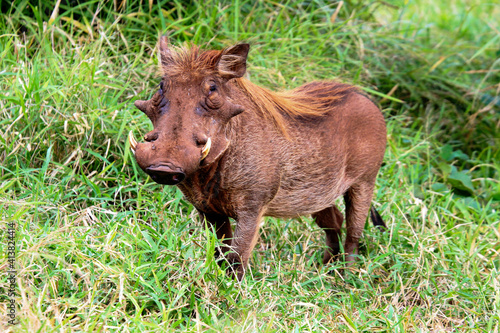 warthog on grass