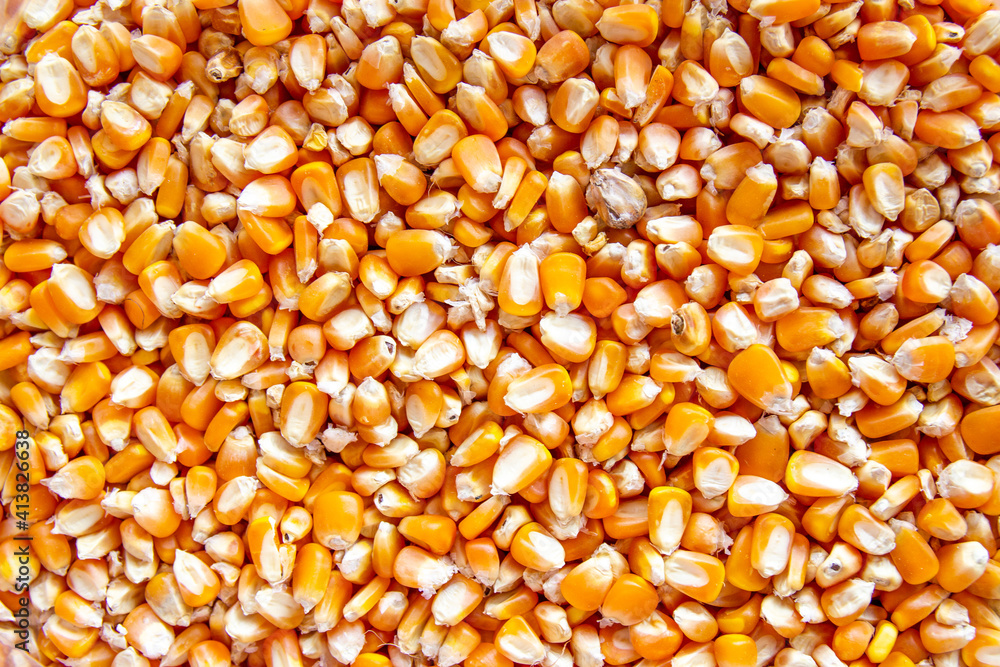close up of yellow corn seeds can be use as background close up of yellow corn seeds can be use as background