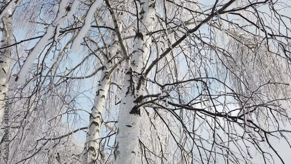Beautiful Birch Grove with covered snow branches Beautiful Birch Grove with covered snow branches