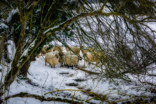 de paseo por la nieve