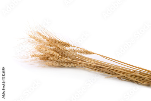 Ear of barley isolated on a white background