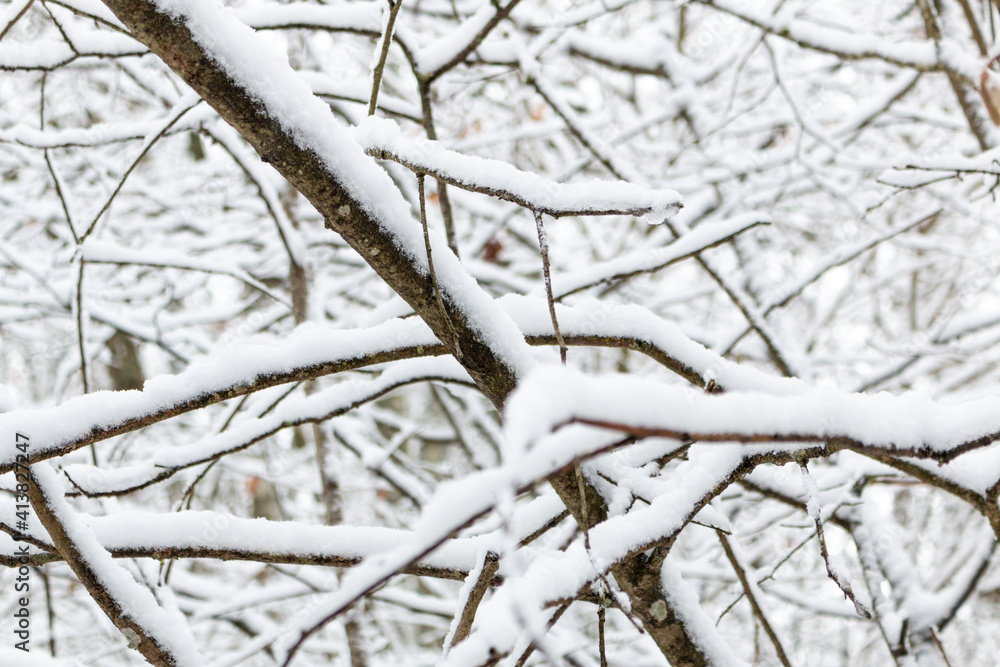 Branches of trees covered with heavy snow in Germany / Eifel Branches of trees covered with heavy snow in Germany / Eifel