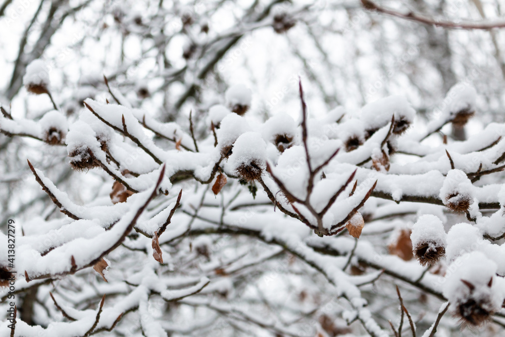 Branches of trees covered with heavy snow in Germany / Eifel Branches of trees covered with heavy snow in Germany / Eifel