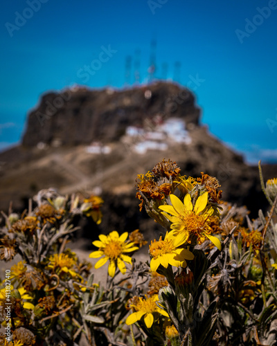 Flor en la cima del volcan cofre de perote  photo