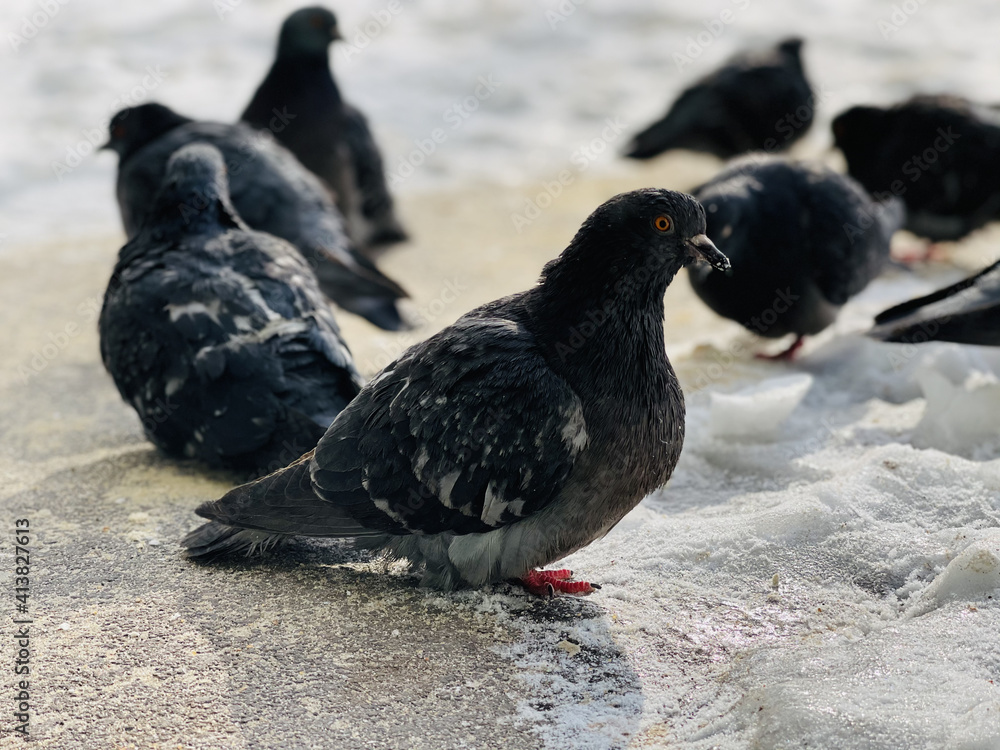 Fototapeta premium Close up of pigeons on street in winter season. Flock of birds walking on ground in search for food in wintertime.