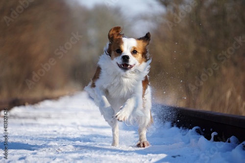 small mixed dog runs on empty snow-covered train tracks