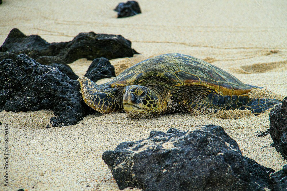 Obraz premium turtle on the beach