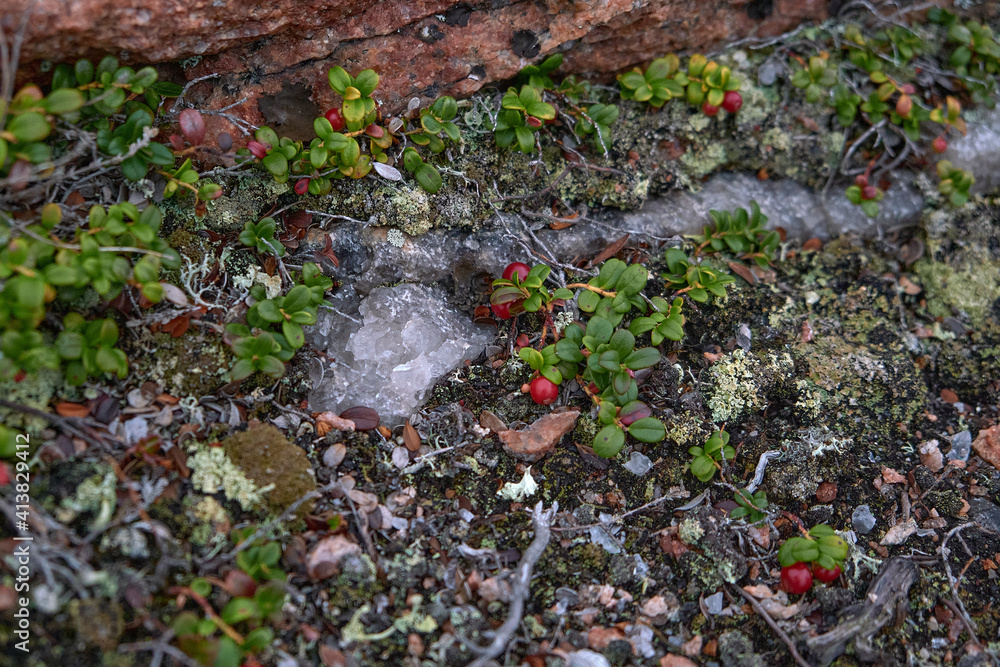 Smoky quartz among lingonberry bushes. Tundra. Island in White sea. Smoky quartz among lingonberry bushes. Tundra. Island in White sea.