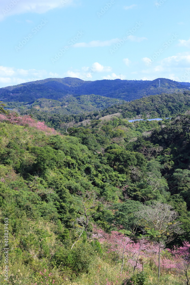 本部町の山 本部町の山