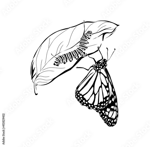 Canvas Print hand drawn of caterpillar and butterfly vector