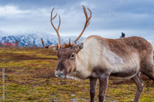 portrait of reindeer