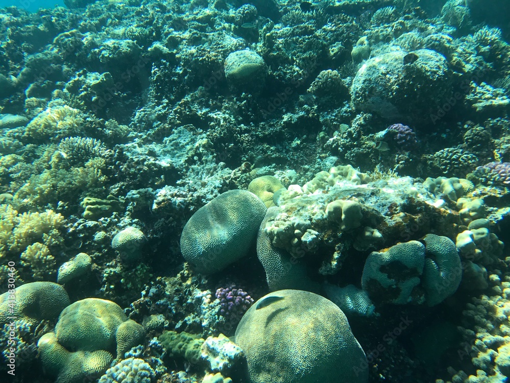 Fototapeta premium Coral reefs in Aqaba the pearl of Jordan snorkel and dive in the Red Sea