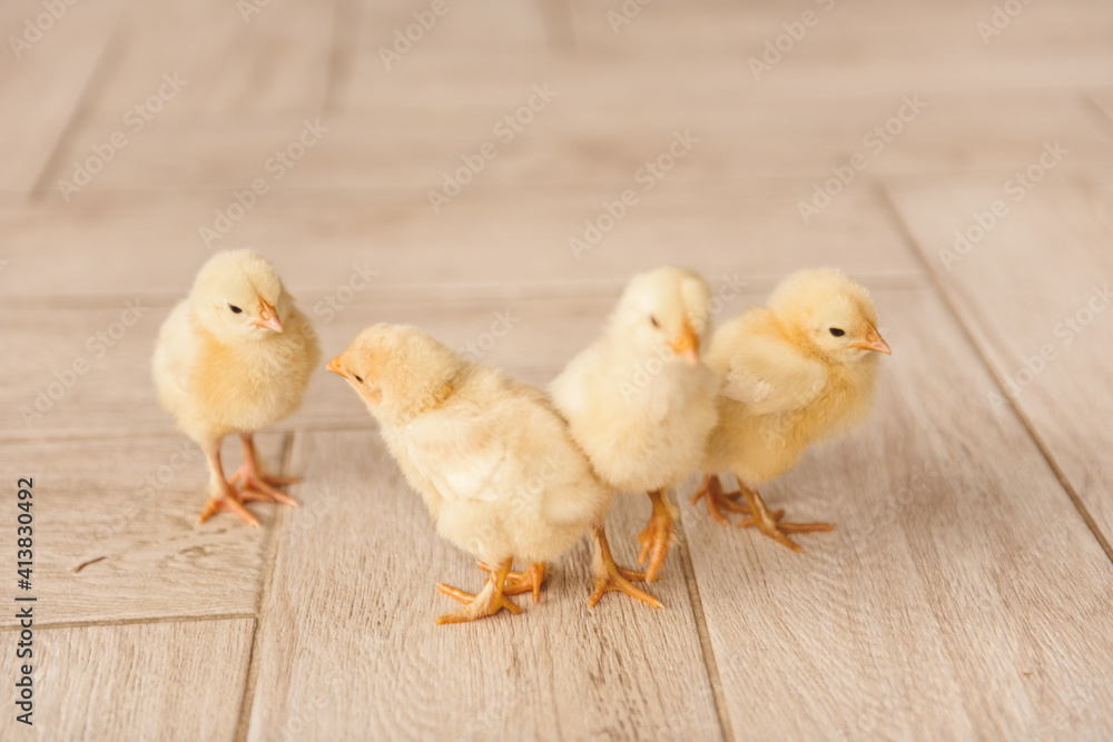 four little ducks alive for Easter four little ducks alive for Easter
