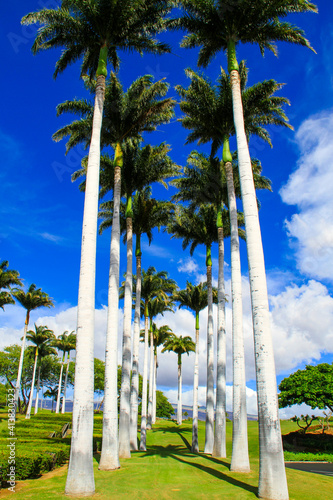 palm trees in the park