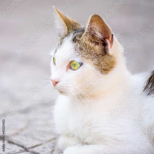 White cat with brown spots in hair color