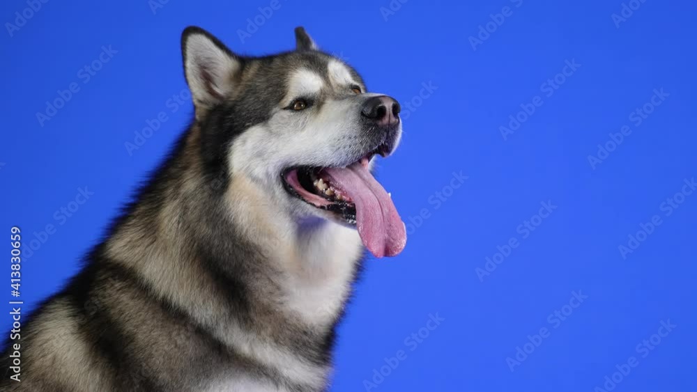 Alaskan Malamute sits in the studio on a blue background. The pet stuck out its tongue and examines everything around. Slow motion. Close up. Alaskan Malamute sits in the studio on a blue background. The pet stuck out its tongue and examines everything around. Slow motion. Close up.