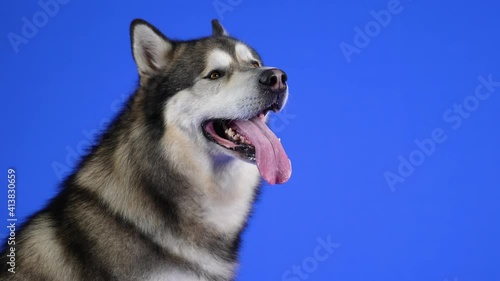 Alaskan Malamute sits in the studio on a blue background. The pet stuck out its tongue and examines everything around. Slow motion. Close up. photo