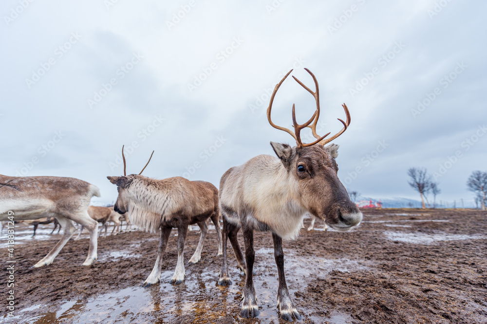 Naklejka premium トナカイの群れ