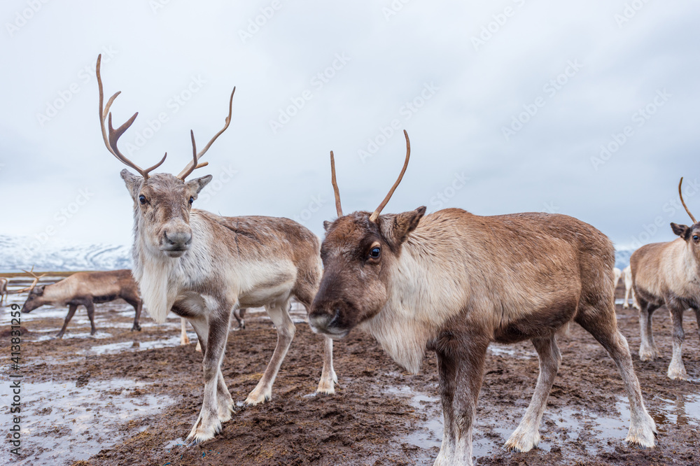 ノルウェーのトナカイ