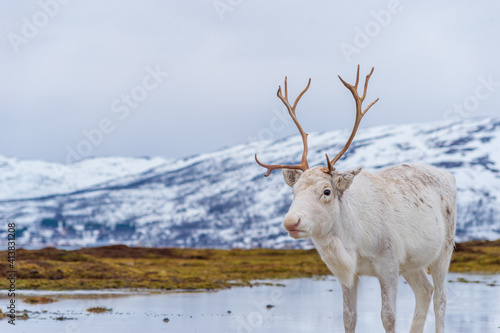 White reindeer in Lapland, Norway