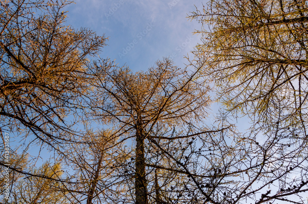 Spring forest with pines and spruces with short needles on the background with tender blue sky. Sunny day. Bottom view on the tree crowns Spring forest with pines and spruces with short needles on the background with tender blue sky. Sunny day. Bottom view on the tree crowns