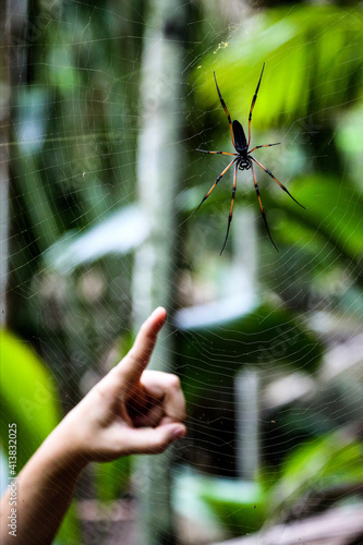 spider in the web