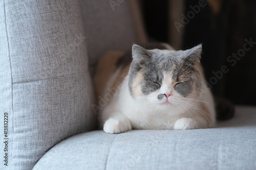 Fototapeta Naklejka Na Ścianę i Meble -  close up one British shorthair cat napping on sofa, resting at home