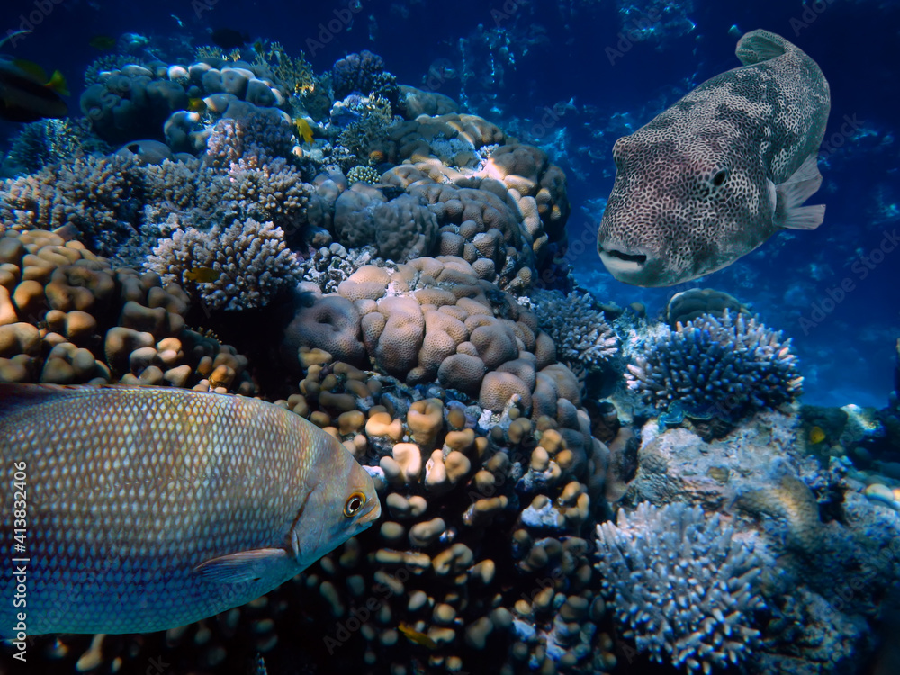 Fototapeta premium Underwater Scene With Coral Reef And Exotic Fishes.