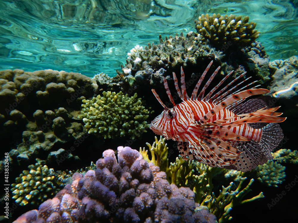 Underwater Scene With Coral Reef And Exotic Fishes. Underwater Scene With Coral Reef And Exotic Fishes.