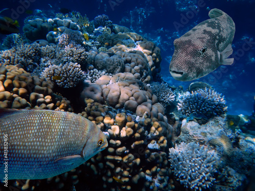 Underwater Scene With Coral Reef And Exotic Fishes.