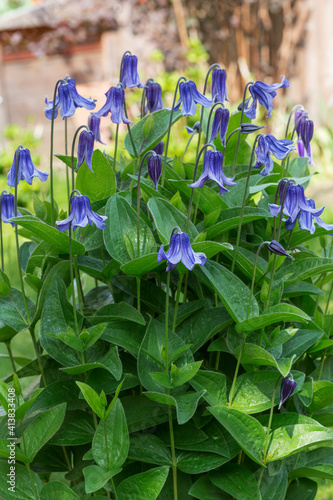 Clematis integrifolia, Staudenclematis, im Garten photo