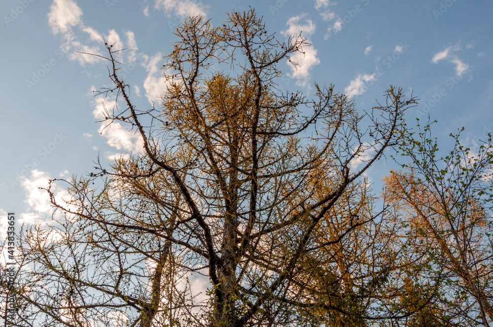 Spring forest with pines and spruces with short needles on the background with tender blue sky. Sunny day. Bottom view on the tree crowns Spring forest with pines and spruces with short needles on the background with tender blue sky. Sunny day. Bottom view on the tree crowns