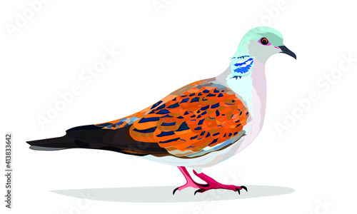 Turtle dove. Vector image. White background.  photo