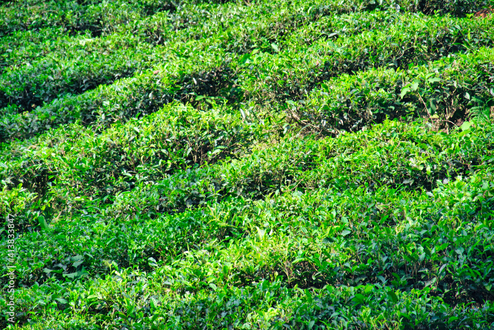 Tea estates in Bangladesh produce top quality tea